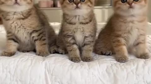 Cat video