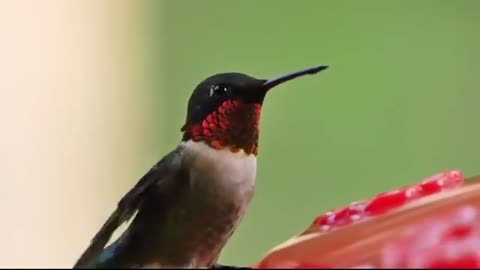 The Amazing Hummingbird Flying Motion in Nature