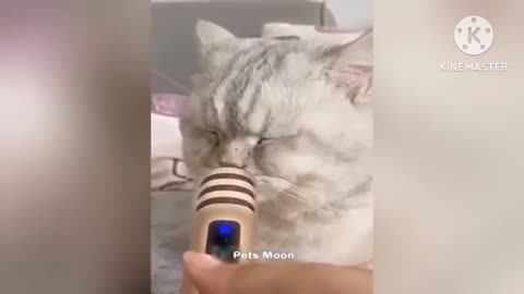 funny 😋_cat cut sound😂🤣