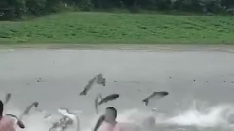 Hundreds Of Fish Jumping