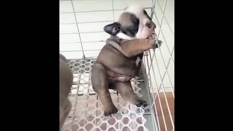This French Bulldog puppy will make you excited about the unexpected sleep
