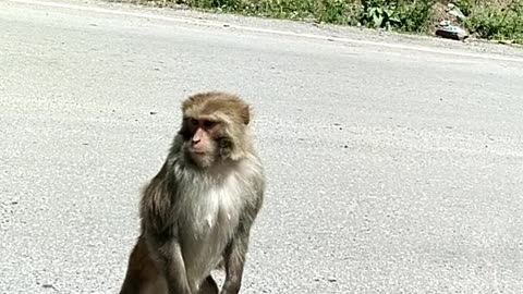 Monkeys attacked on car