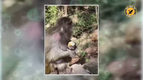 funny animals moments caught on camera,