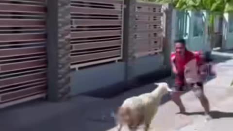 Man playing and Fools😂 Sheep🐑 Very Funny video