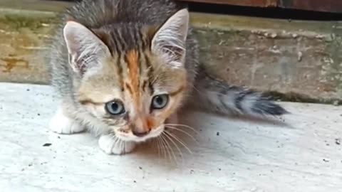 Sibul Cute Kitten