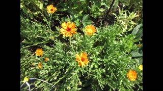 Great Fall Colored Flowers Mexican Mint Marigold Sept 2022