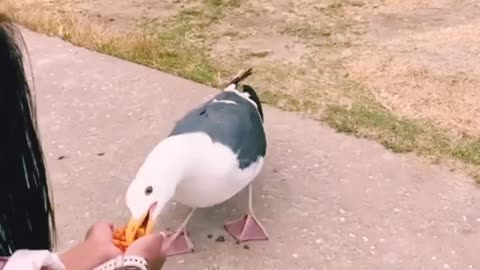 "Friendly Seagull Delights Visitors by Eating Nuts"