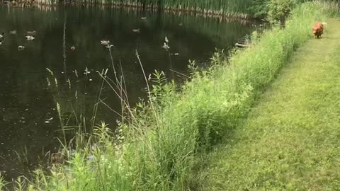 Ducks following Dog