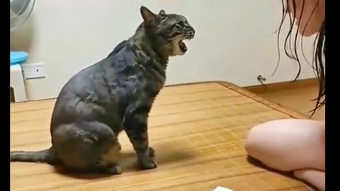 Angry cat slap