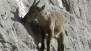 MEET THE IBEX GOAT | SUPERPOWER GOATS