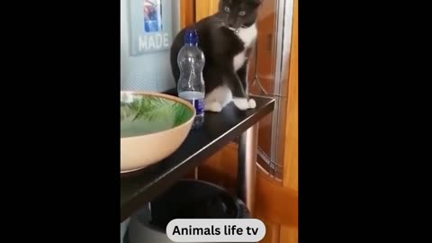 comedy cat and dog video