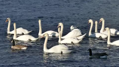 Swans in the Water