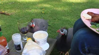 BBQ With Pet Guinea Fowl