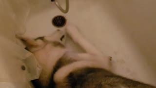 Water-loving husky really wants to take a shower