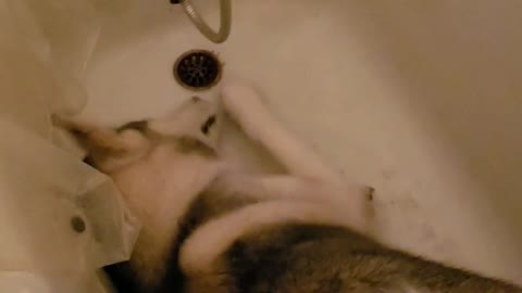 Water-loving husky really wants to take a shower