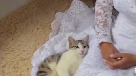 cat clinging to bride