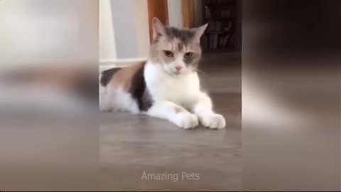 Angry Cats vs Funny Dogs 😆