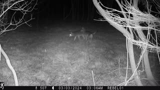 2 Coyotes, one trying to get it!