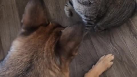 funny cat and dog fight