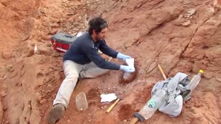 Argentine scientists discover new dinosaur species