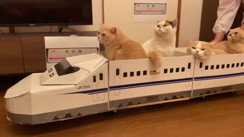 Cat's ship