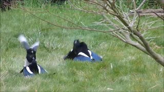 Magpies Brawl