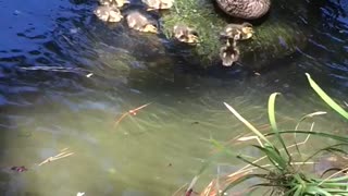 Momma Duck and Ducklings