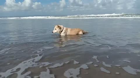 dogs really enjoy the beauty of the beach