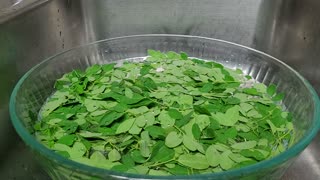 Fresh malunggay leaves