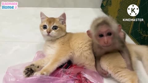 MONKEY TEACH CAT TO PLAY WITH TOYS