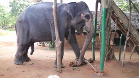 View of an elephant eating banana trunk in Sigiriya