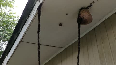 Army Ants Build Bridge to Invade Wasp Nest