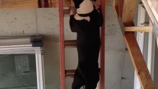 Brave Dog Climbs A Ladder!