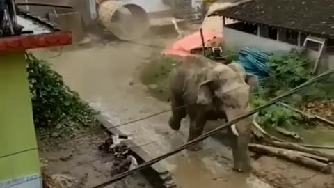 Big elephant 🐘 is very Angry destroy