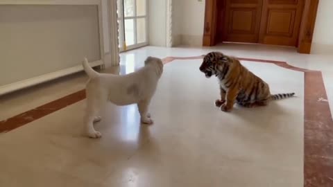 Dog fight in cat