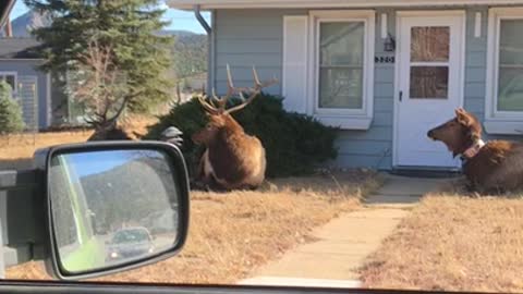 Huge Resting Elk Herd Surrounds Homes