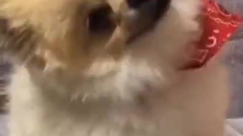 Cutest dog and cat videos