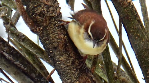 Wren