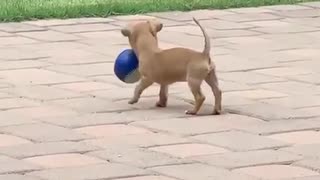 Chihuahua puppy successfully retrieves ball for the first time