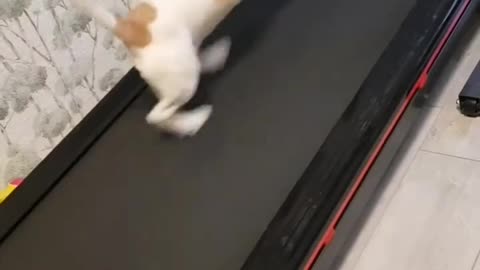 Dog on treadmill 😀