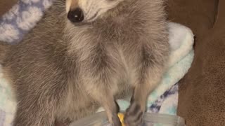 Lillie the Raccoon Enjoys a Late-Night Snack