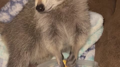 Lillie the Raccoon Enjoys a Late-Night Snack