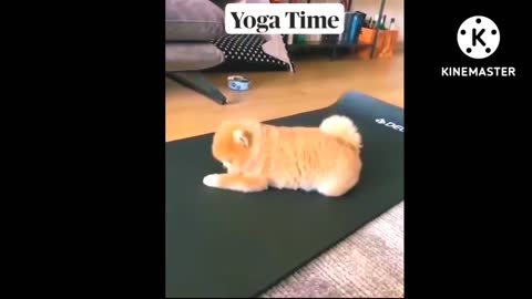 "The Yoga Dog" In The Super Morning