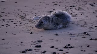 Seal just woke up