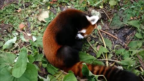 Red Panda Compilation