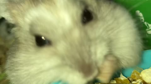 My hamster eating sunflower seed