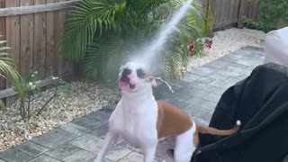 Thirsty bulldogs can't stop chasing water hose