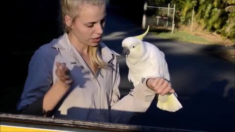 Cockatoo Proves To Be Terrible Shopping Partne-Australia Zoo