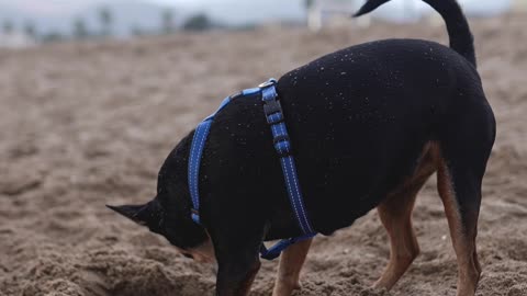 Cute puppy playing on the beach #rumble #rumbleviral #Petstv