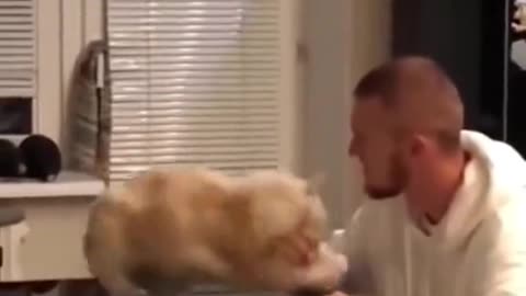 Cat playing with human Very funny video🤣😅😂😂🐕🤣